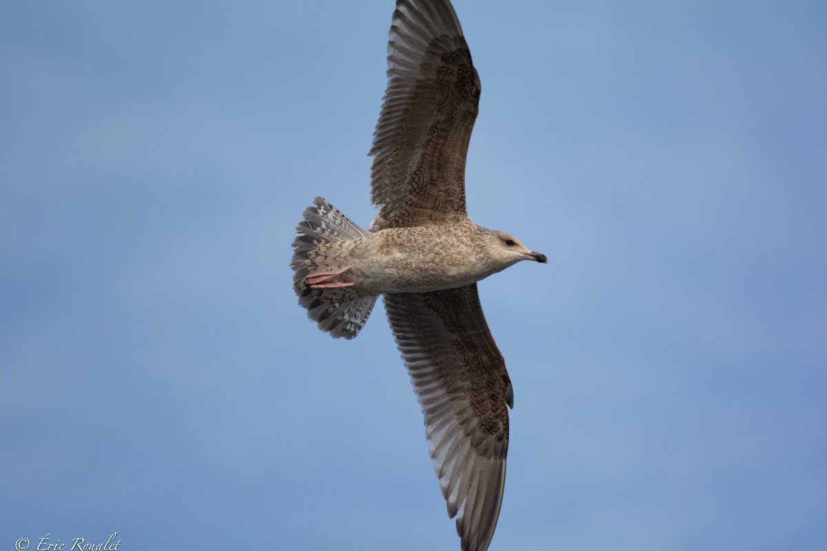 Herring Gull (European) - ML426952511