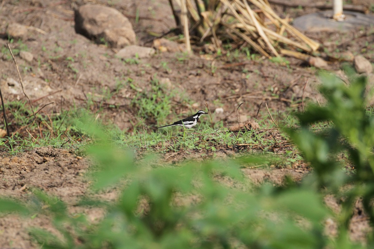African Pied Wagtail - ML426957701