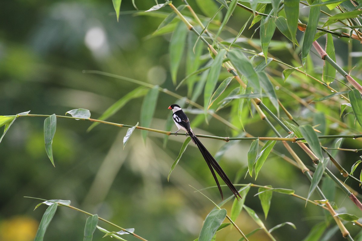 Pin-tailed Whydah - ML426958751