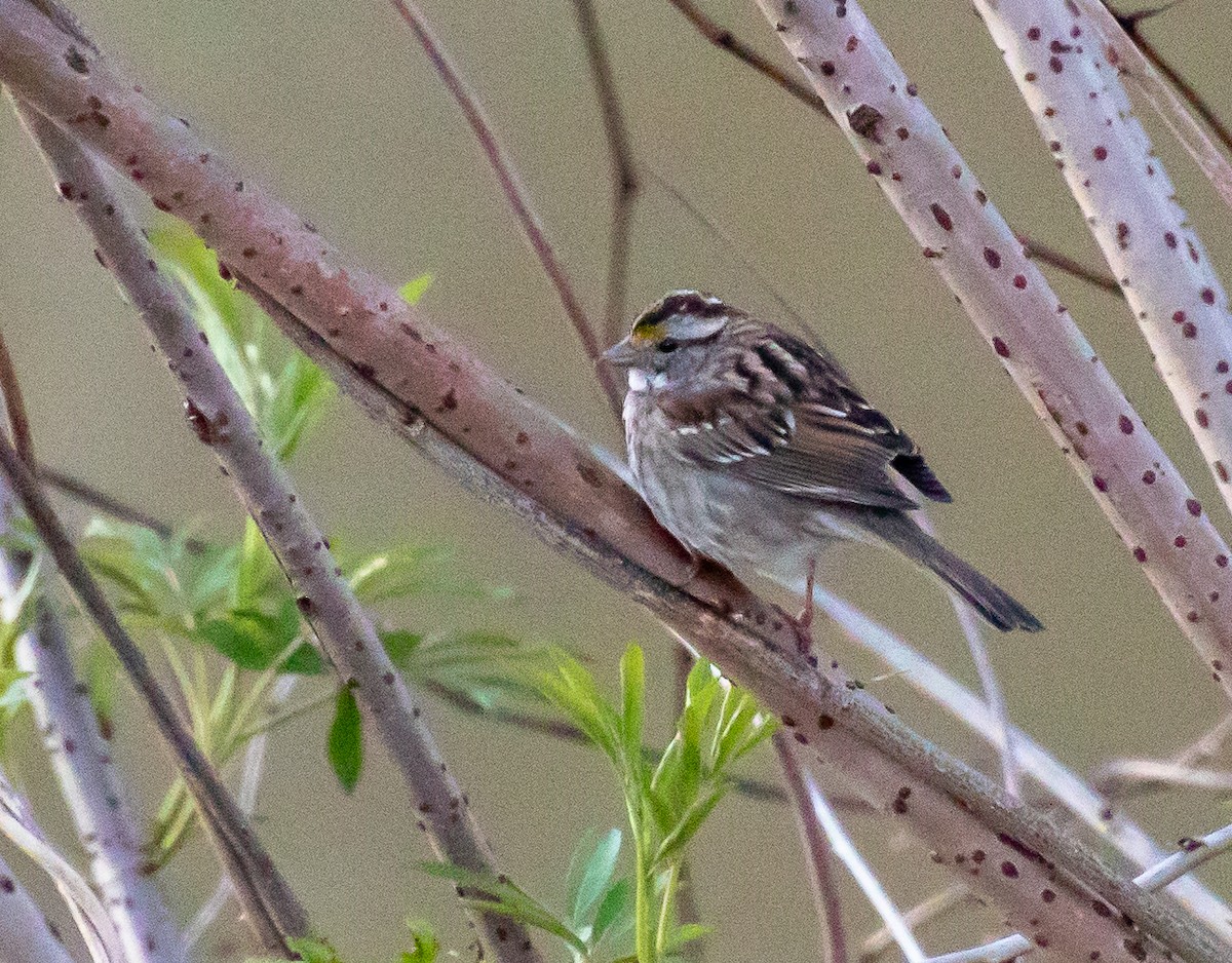 White-throated Sparrow - Linda Bellino
