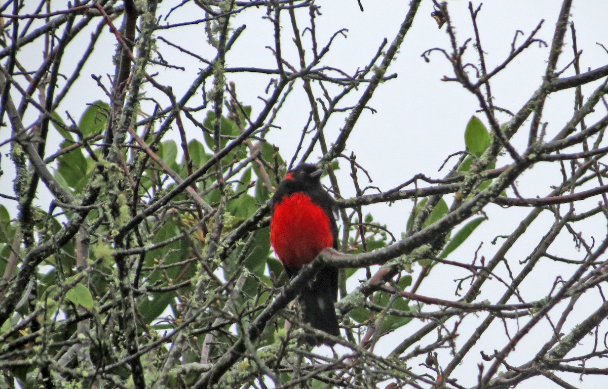 Scarlet-bellied Mountain Tanager - ML42696991