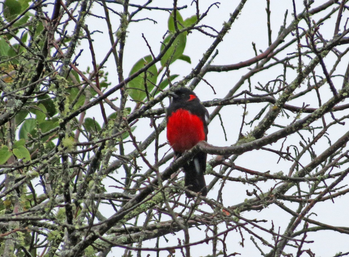 Scarlet-bellied Mountain Tanager - ML42697001