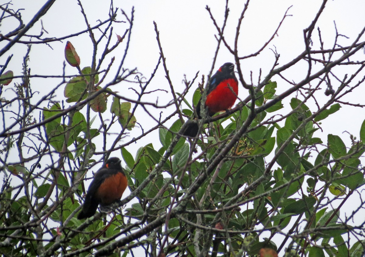 Scarlet-bellied Mountain Tanager - ML42697021