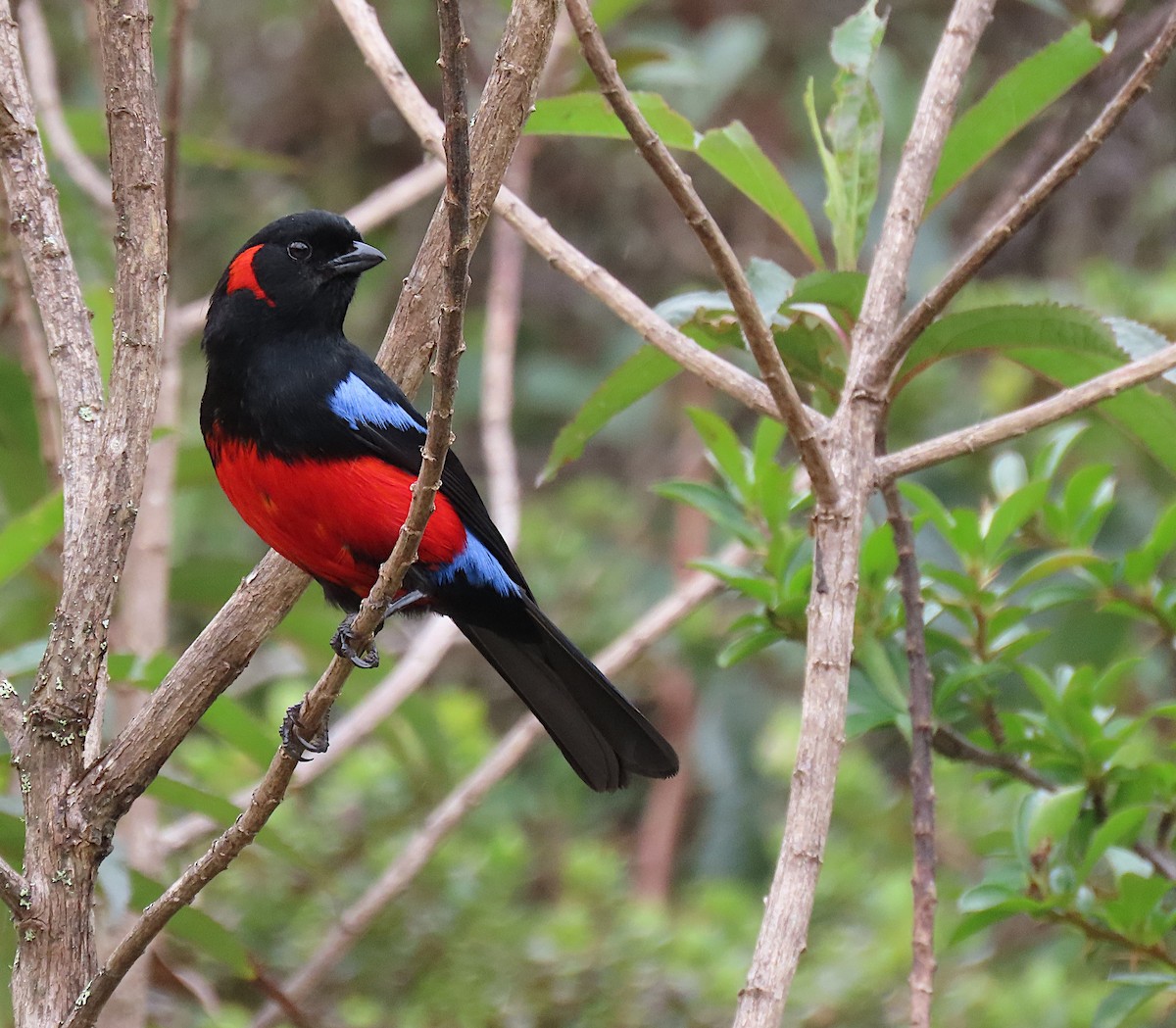 Scarlet-bellied Mountain Tanager - ML426971111