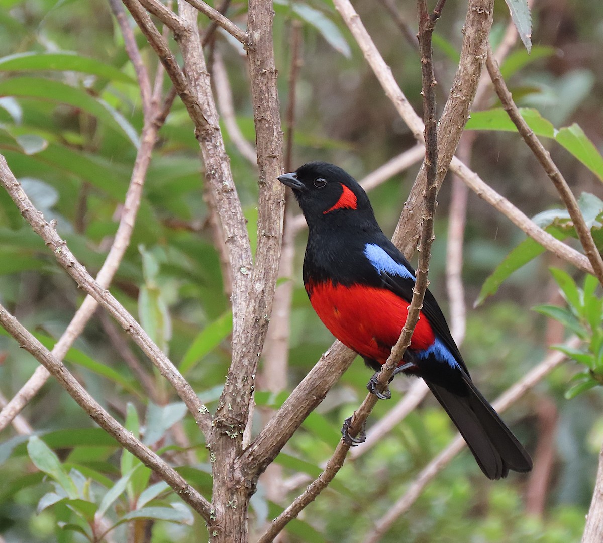 Scarlet-bellied Mountain Tanager - ML426971521