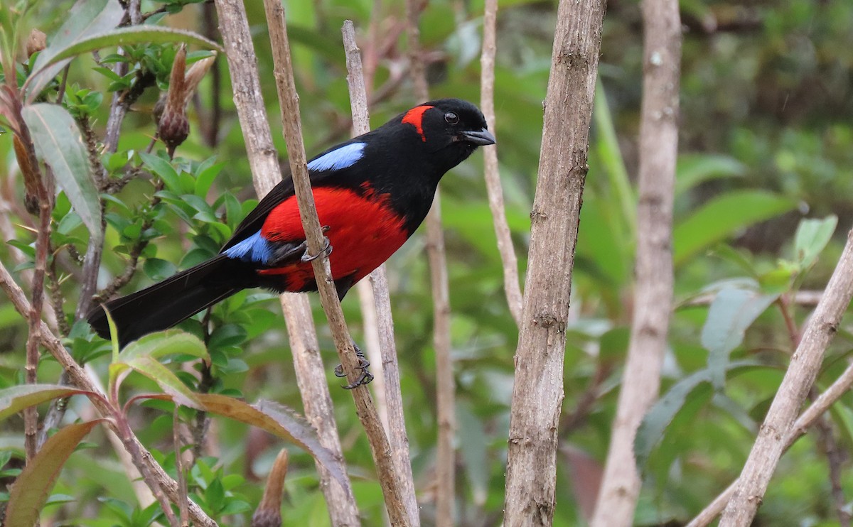 Scarlet-bellied Mountain Tanager - ML426971701