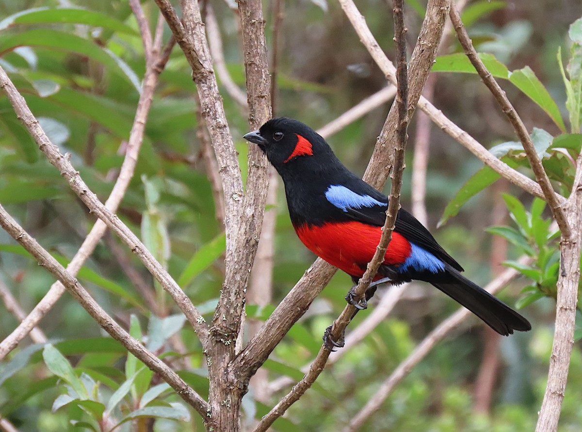 Scarlet-bellied Mountain Tanager - ML426971711