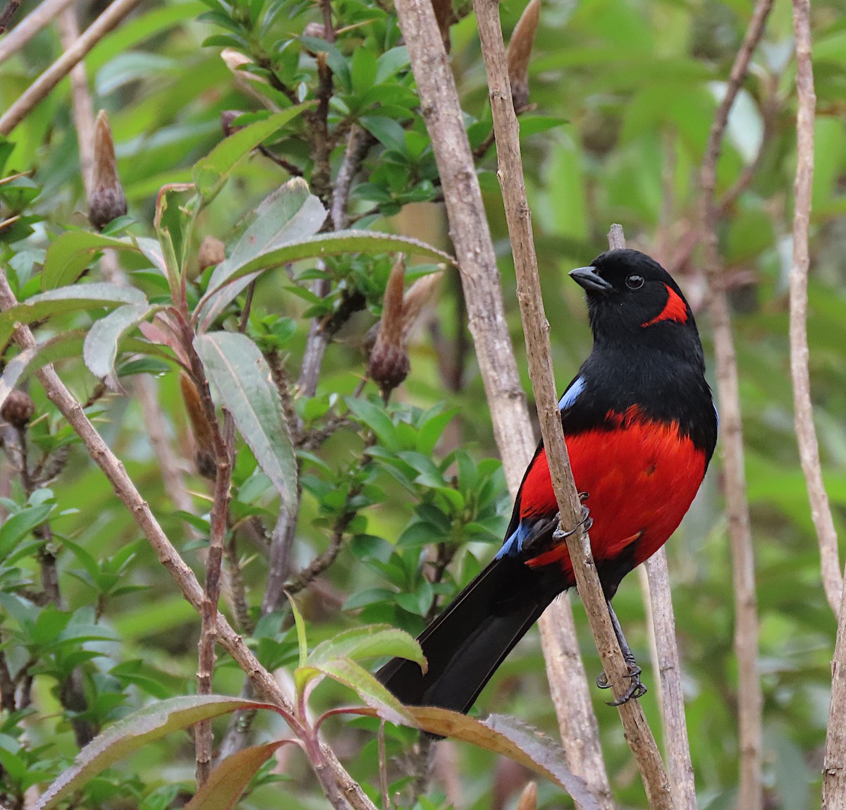 Scarlet-bellied Mountain Tanager - ML426972241