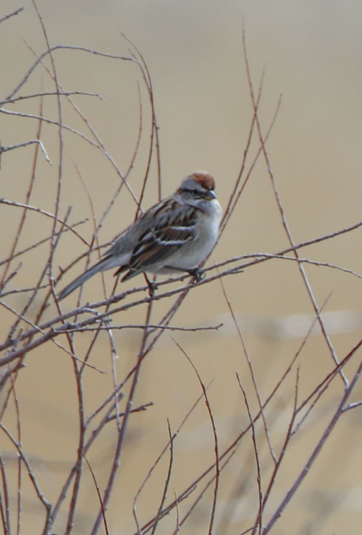 American Tree Sparrow - ML426986401
