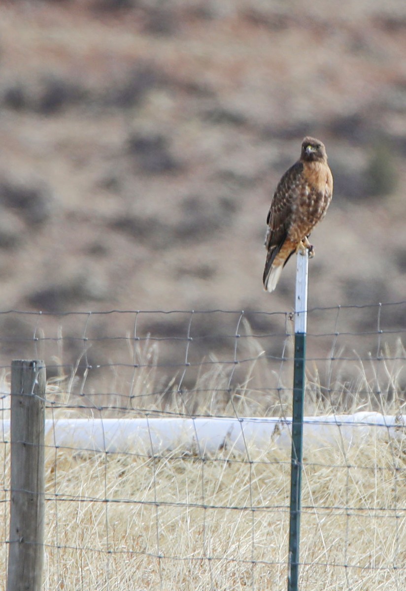 Red-tailed Hawk - cliff utech