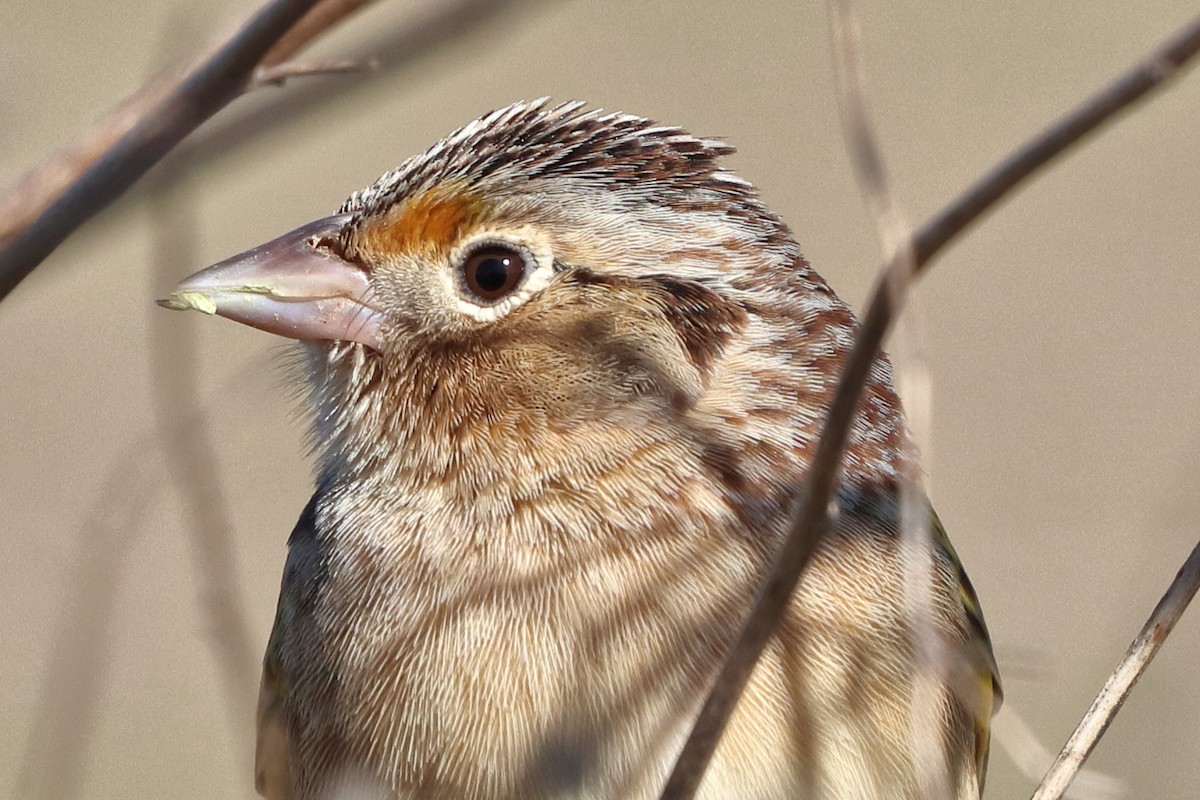 Grasshopper Sparrow - ML426989021