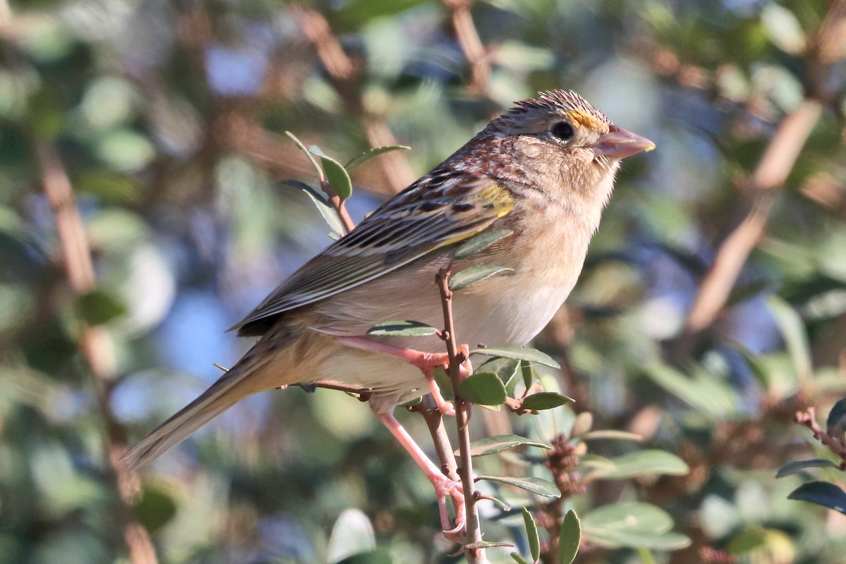 Grasshopper Sparrow - ML426989031