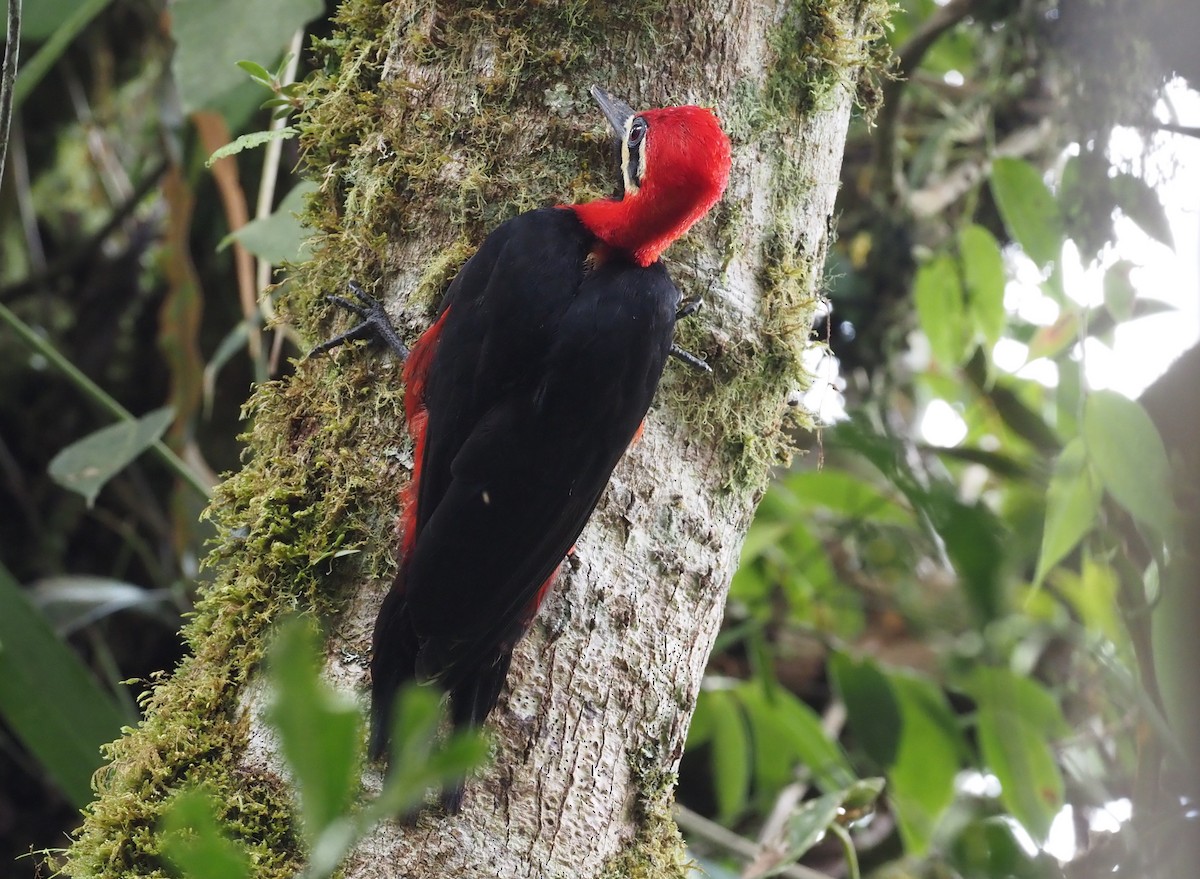 Crimson-bellied Woodpecker (Crimson-bellied) - Stephan Lorenz