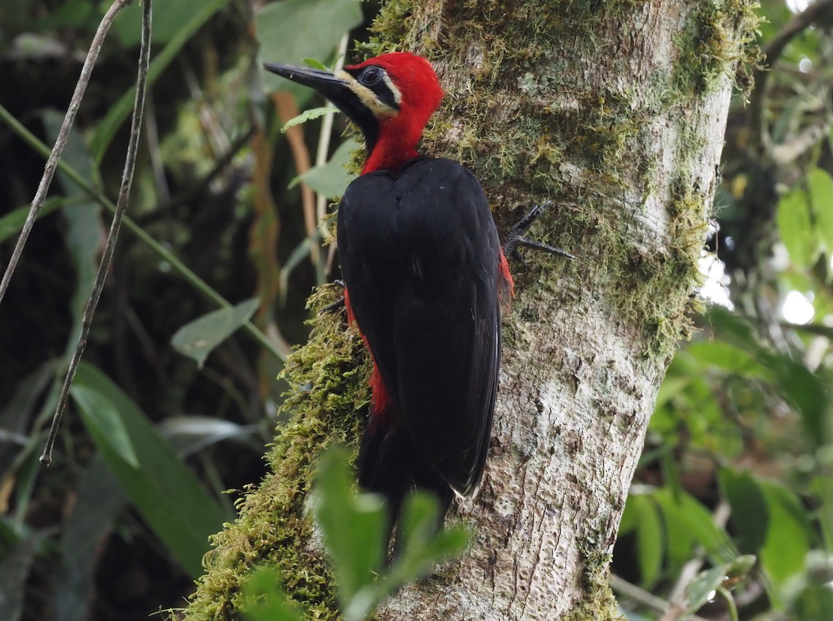 Crimson-bellied Woodpecker (Crimson-bellied) - ML426995741