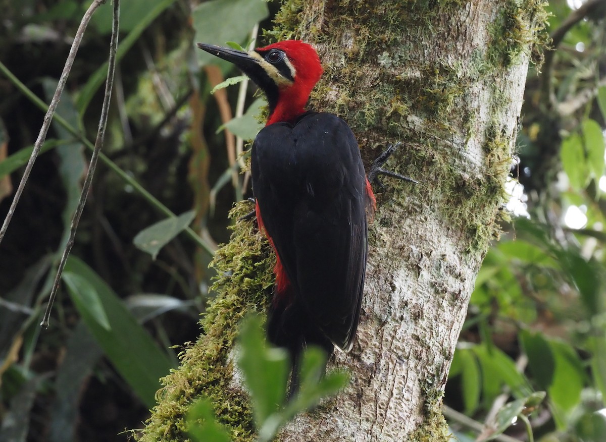 Crimson-bellied Woodpecker (Crimson-bellied) - ML426996141