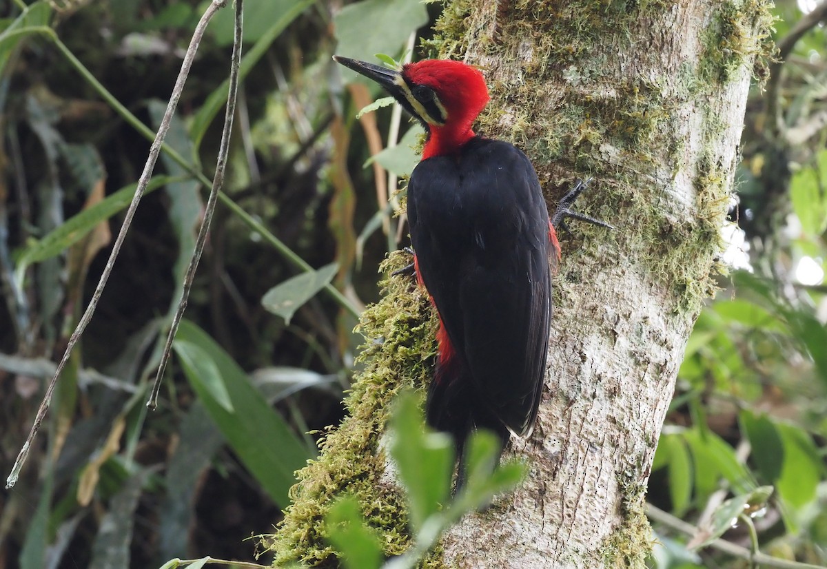 Crimson-bellied Woodpecker (Crimson-bellied) - ML426996291
