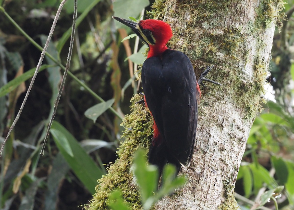 Crimson-bellied Woodpecker (Crimson-bellied) - ML426996521