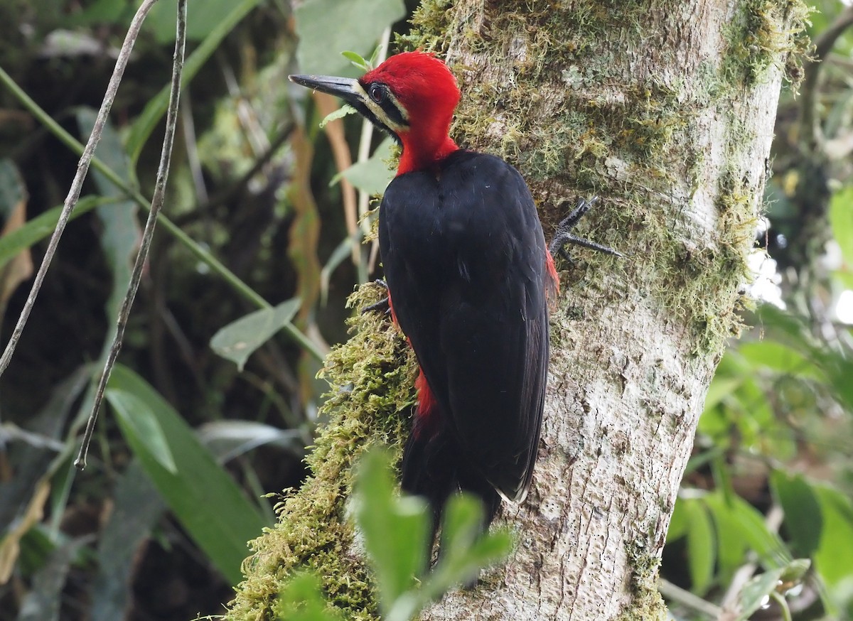 Crimson-bellied Woodpecker (Crimson-bellied) - ML426996751