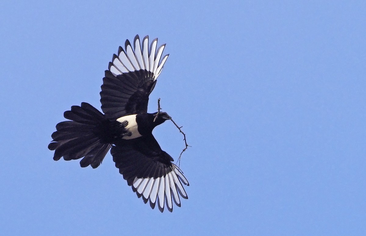 Asir Magpie - Andrew Spencer