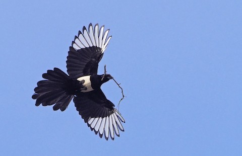 Eurasian Magpie - eBird