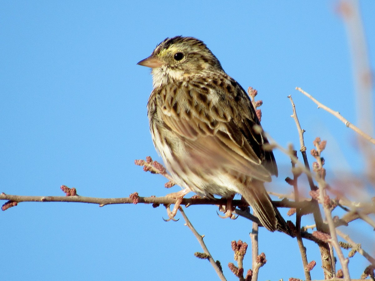 Savannah Sparrow - ML427001721