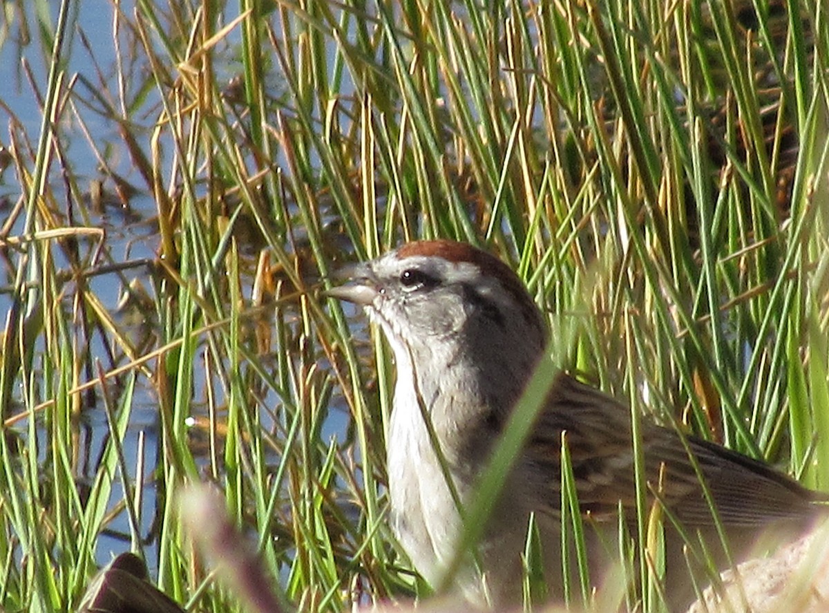 Chipping Sparrow - ML427002061