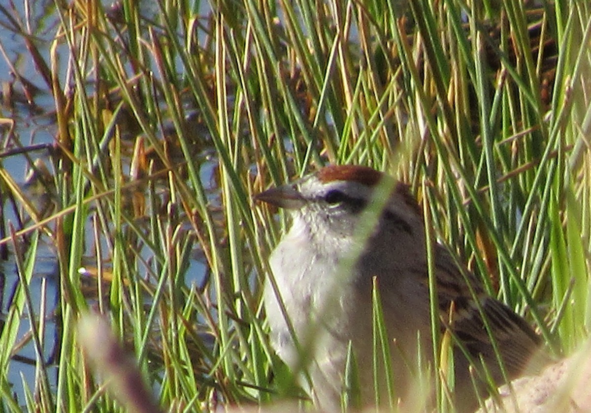 Chipping Sparrow - ML427002101
