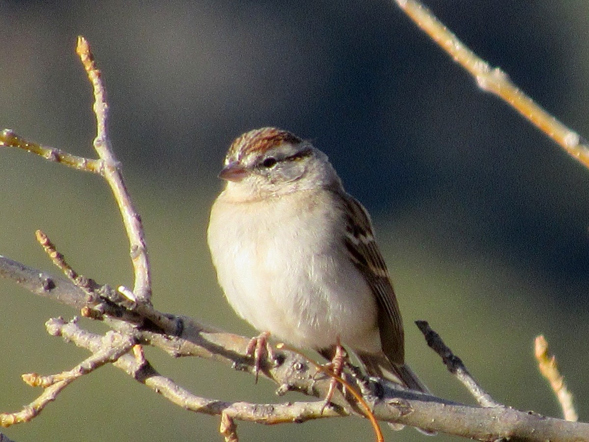Chipping Sparrow - ML427002181