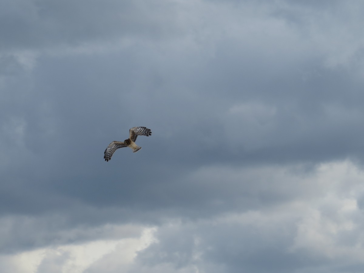 Northern Harrier - ML42700771