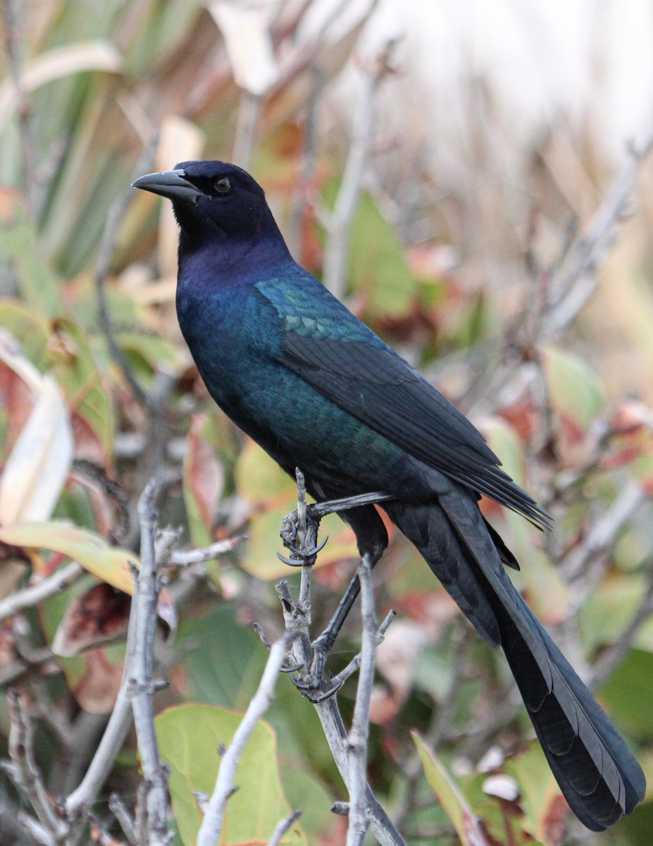 Boat-tailed Grackle - ML427009281