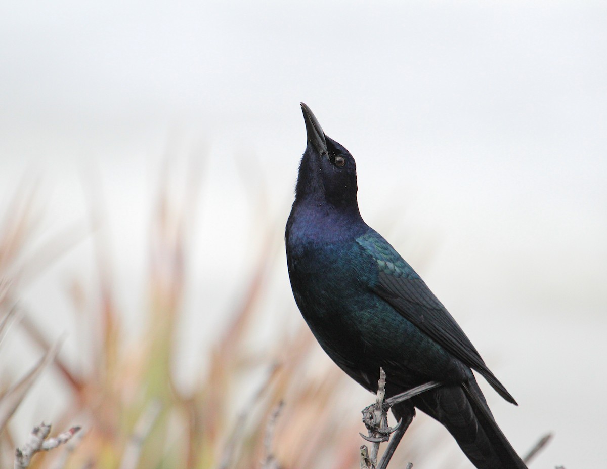 Boat-tailed Grackle - ML427009291