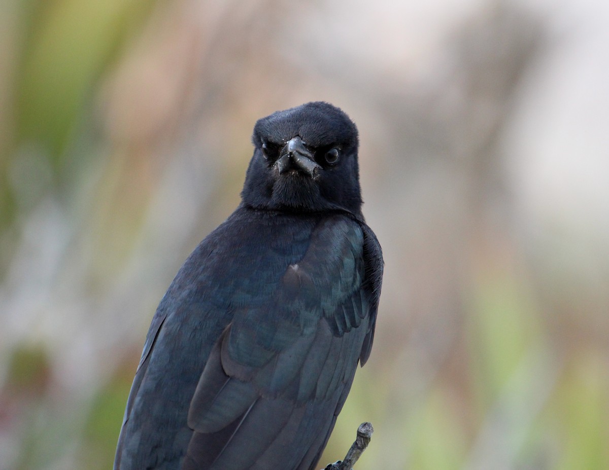 Boat-tailed Grackle - ML427009321