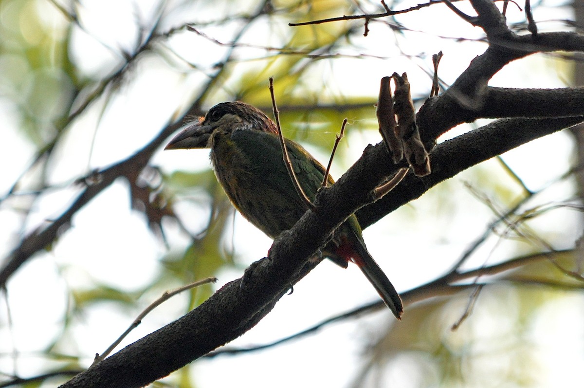 Red-vented Barbet - ML427011811