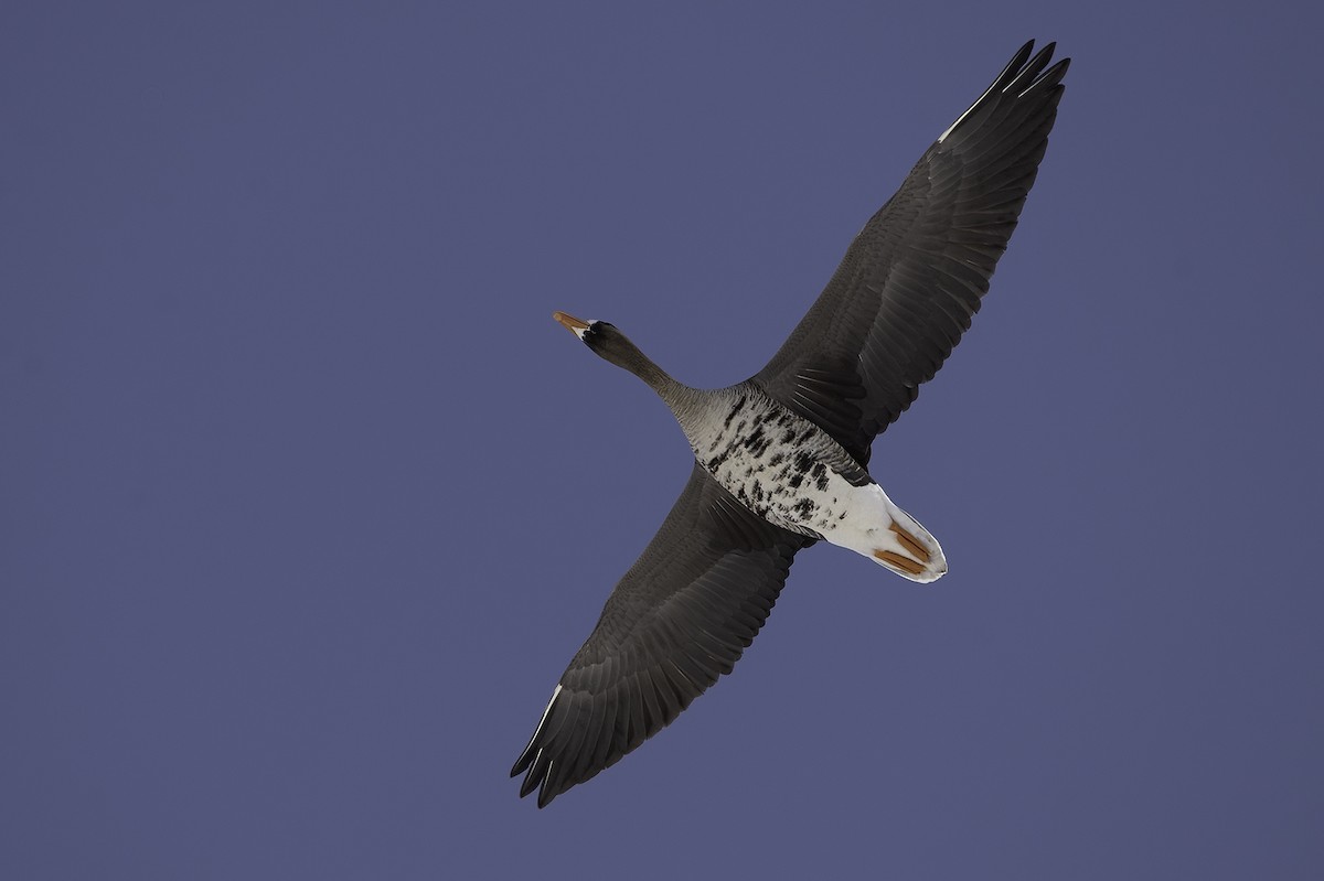 Greater White-fronted Goose - ML427012381