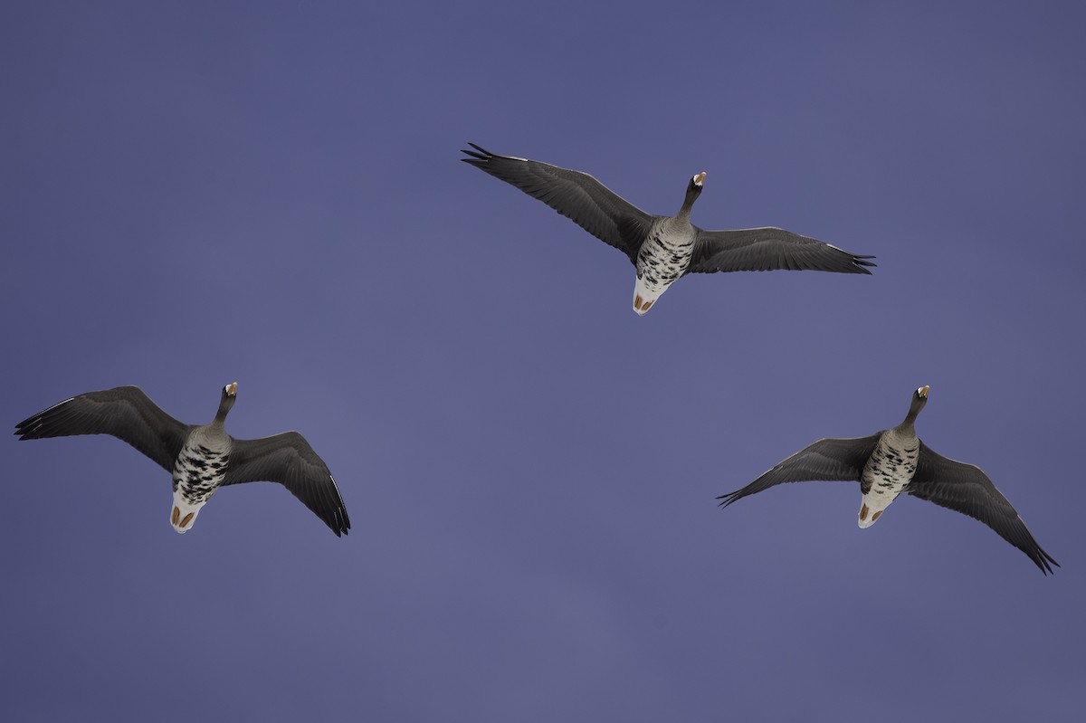 Greater White-fronted Goose - ML427012501