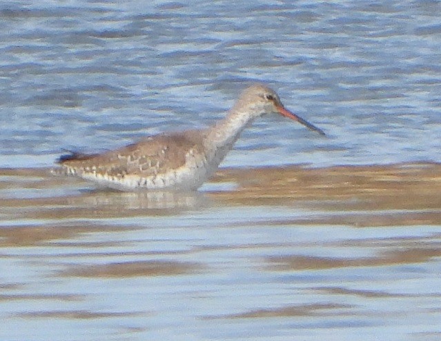 Spotted Redshank - ML427028001