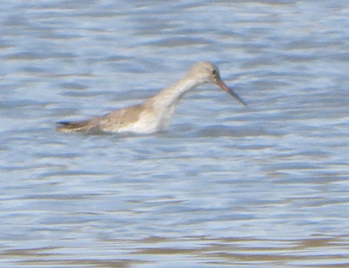Spotted Redshank - ML427028011