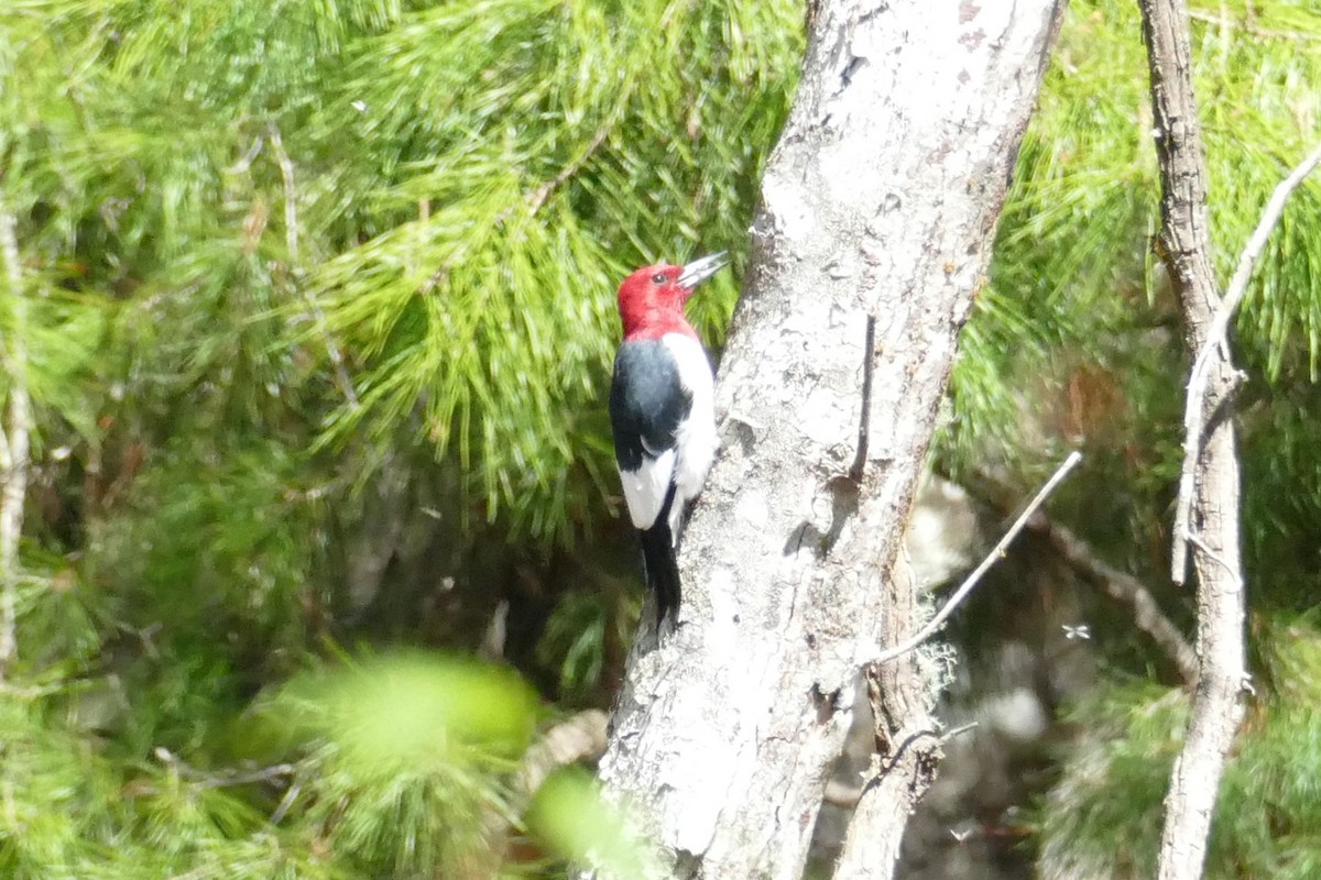 Red-headed Woodpecker - ML427032311