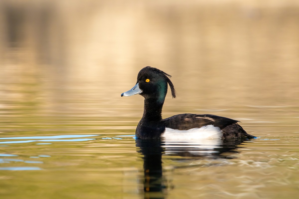 Tufted Duck - ML427033221