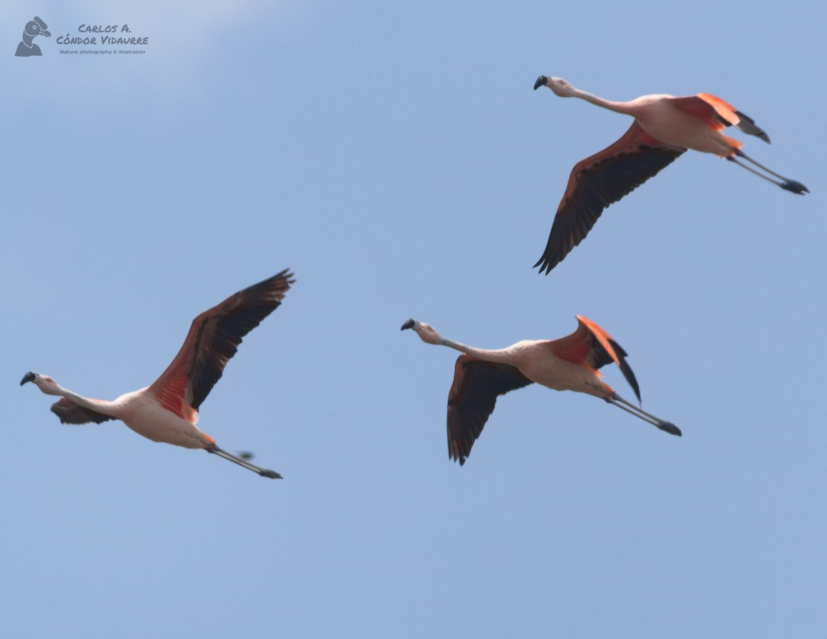 Şili Flamingosu - ML427047341