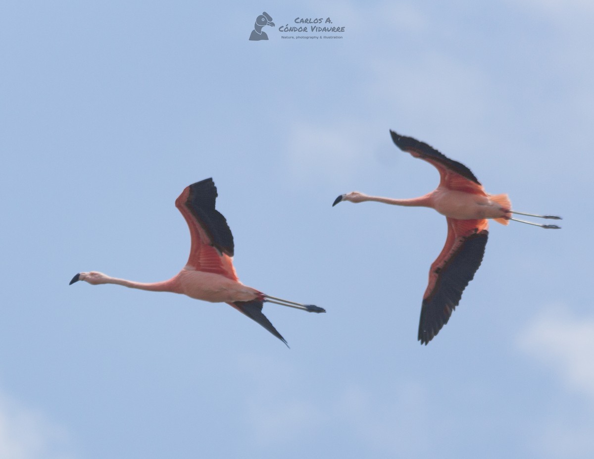 Şili Flamingosu - ML427047351