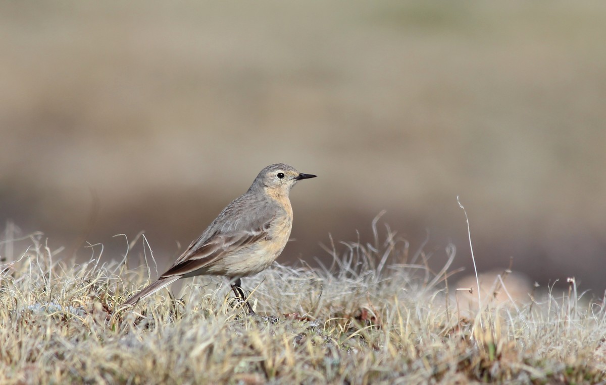 American Pipit (rubescens Group) - Shawn Billerman
