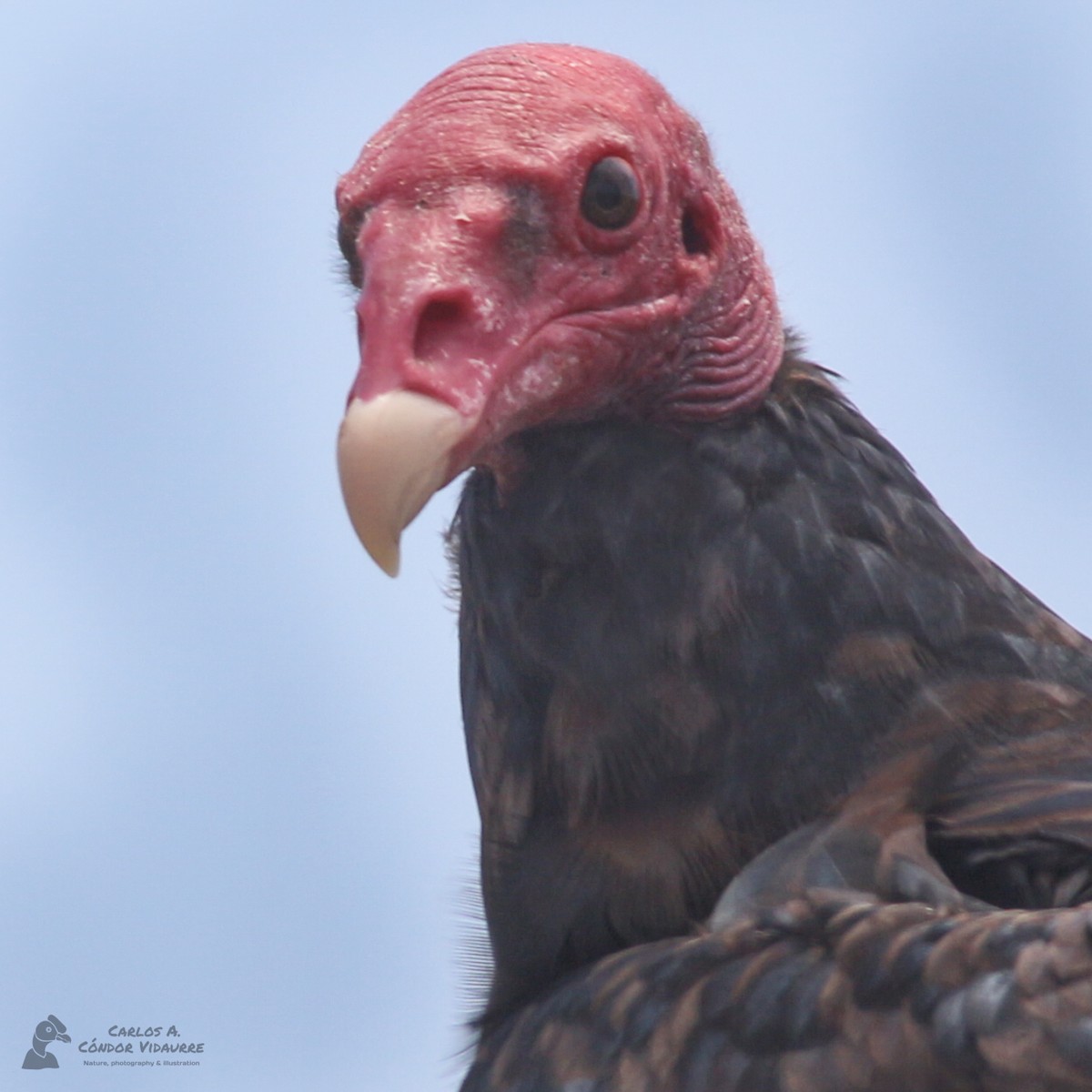 Turkey Vulture - ML427050741