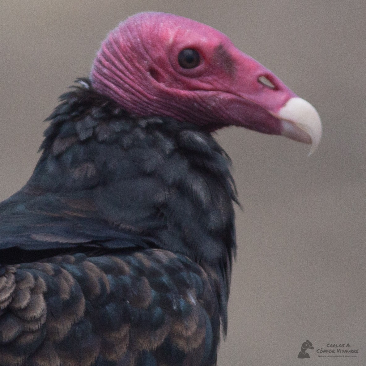 Turkey Vulture - Carlos Alberto Cóndor Vidaurre