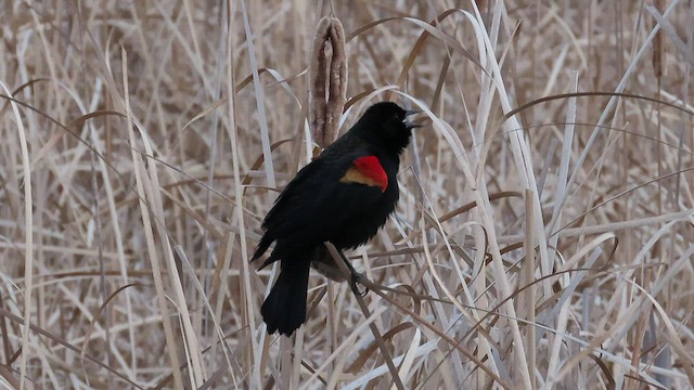 Red-winged Blackbird - ML427055951