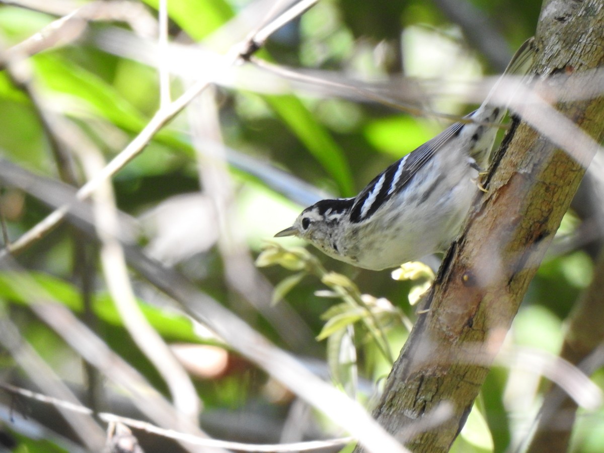 Black-and-white Warbler - ML427056551