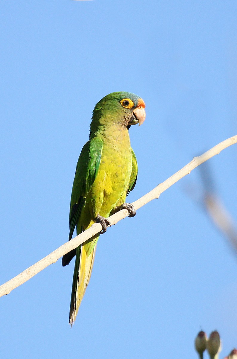 Orange-fronted Parakeet - Peter Candido