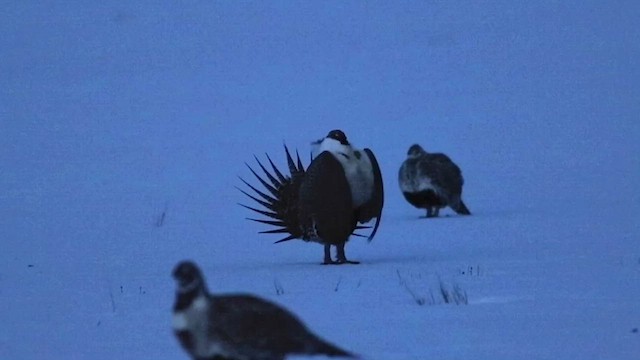Greater Sage-Grouse - ML427075181