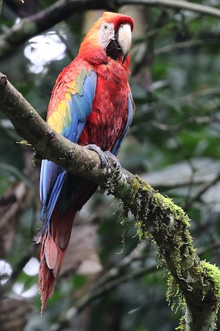 搜尋影音 Macaulay Library 及ebird