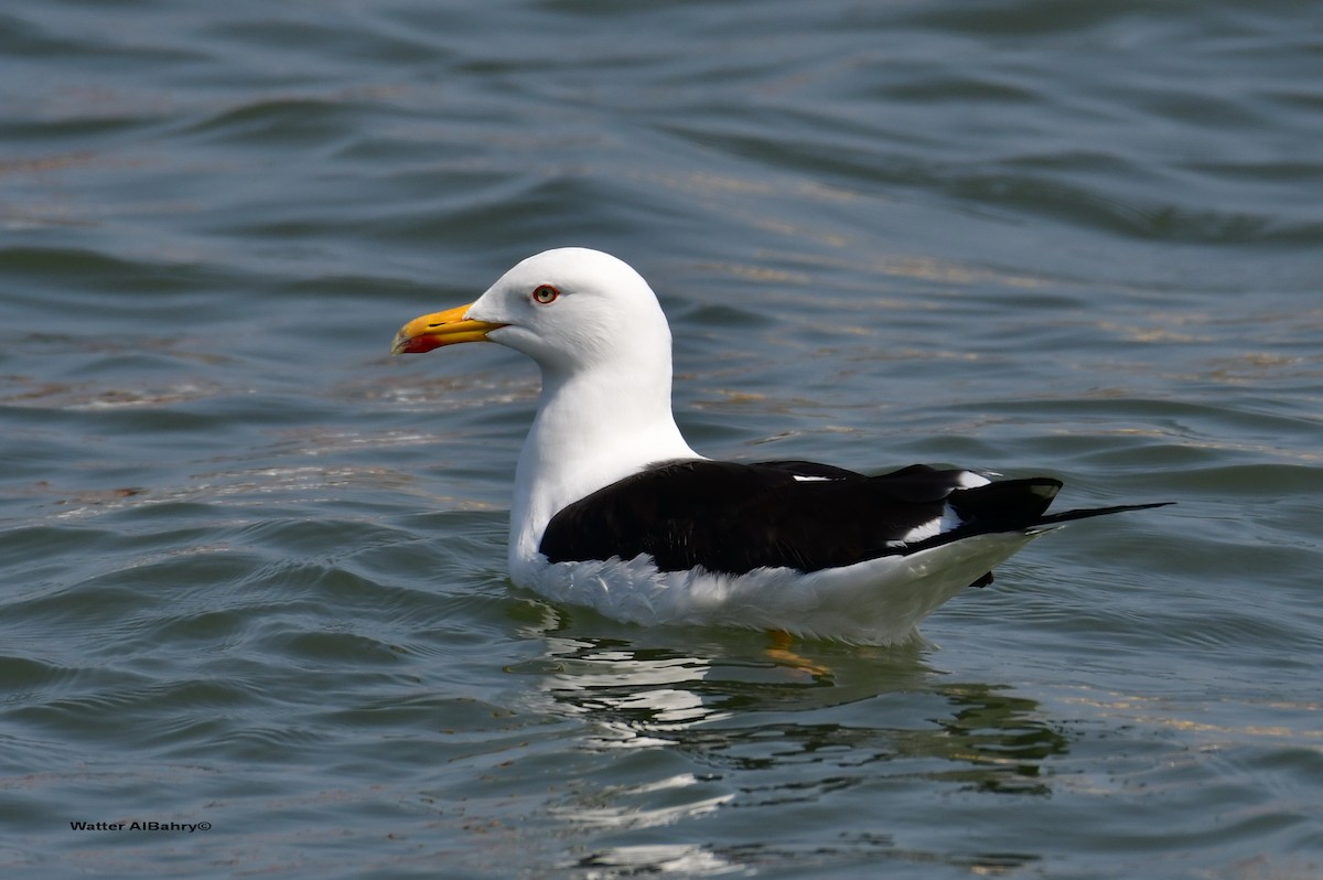 Lesser Black-backed Gull (fuscus) - ML427077721
